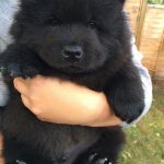 chiot-peluche-chow-chow