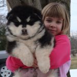 chiot-peluche-malamute