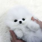 chiot-peluche-spitz