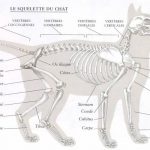 anatomie et ossature du chat