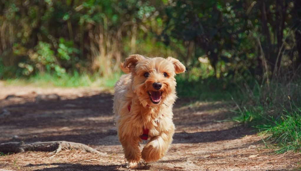 méthodes de dressage du chien