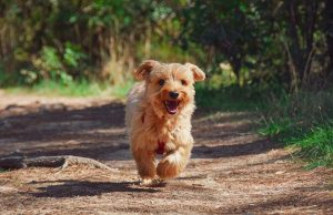 méthodes de dressage du chien